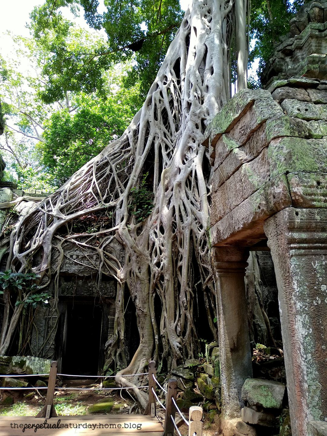 Ta Prohm Tomb Raider tree