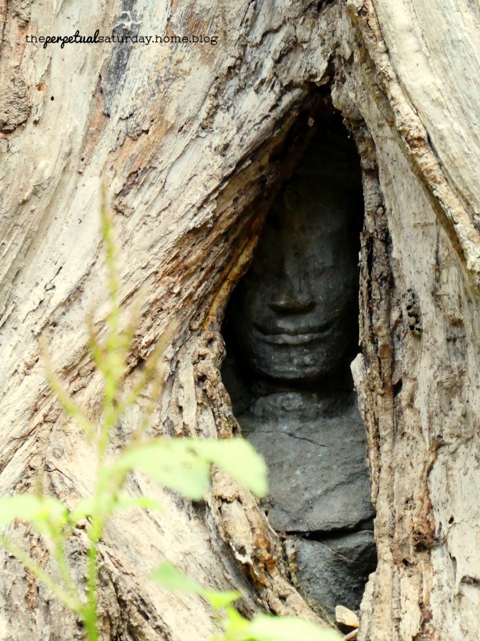 Ta Prohm hidden buddha