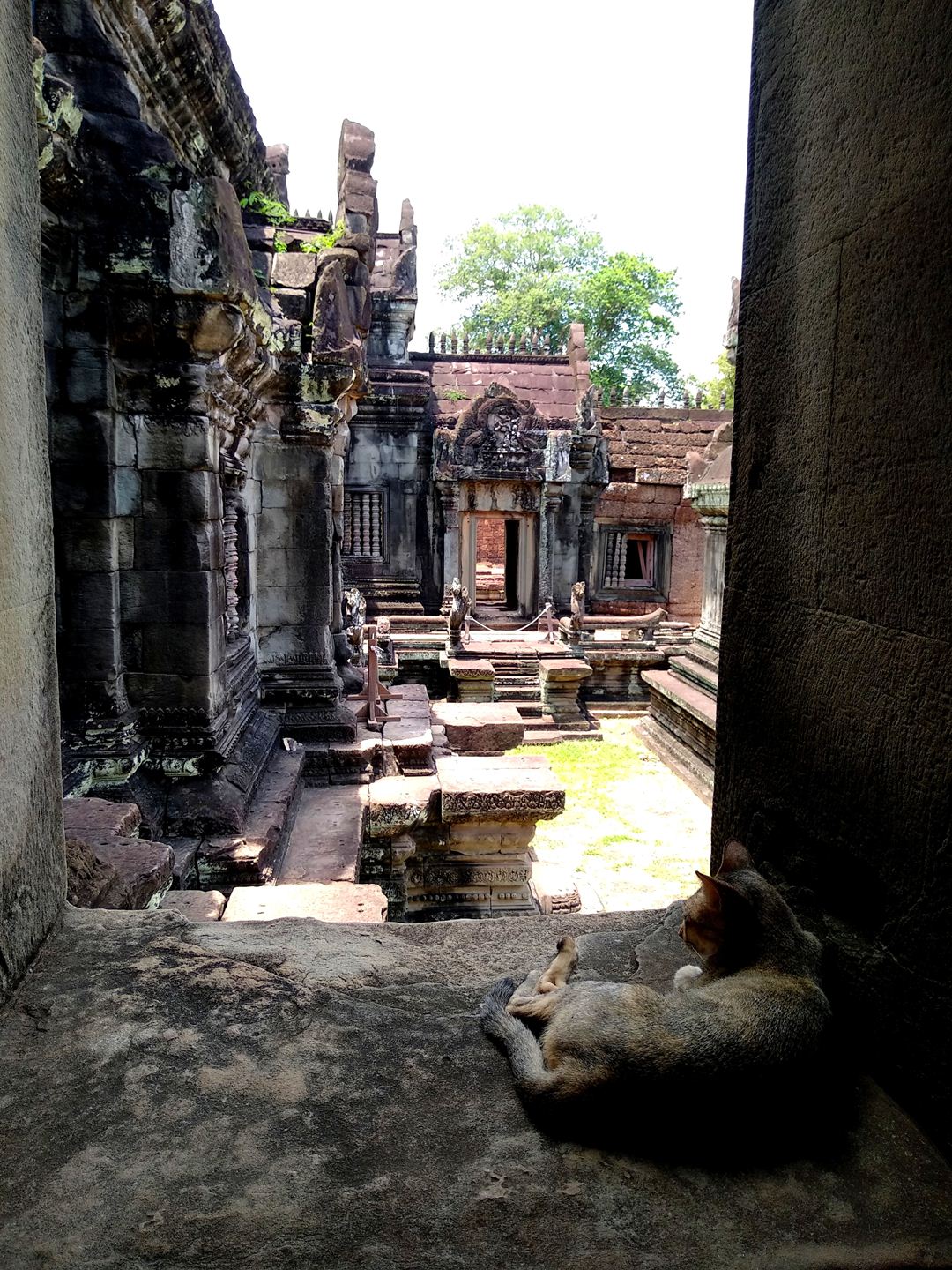 Banteay Samre temple, Cambodia. Now with cat!