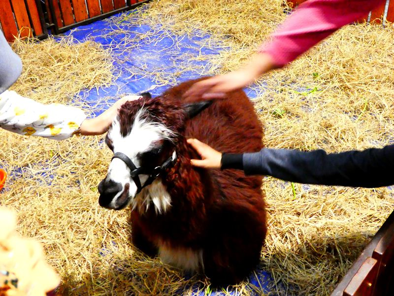 Alpaca at Ekspo Kucing (Cat Expo) 2019, Kuala Lumpur