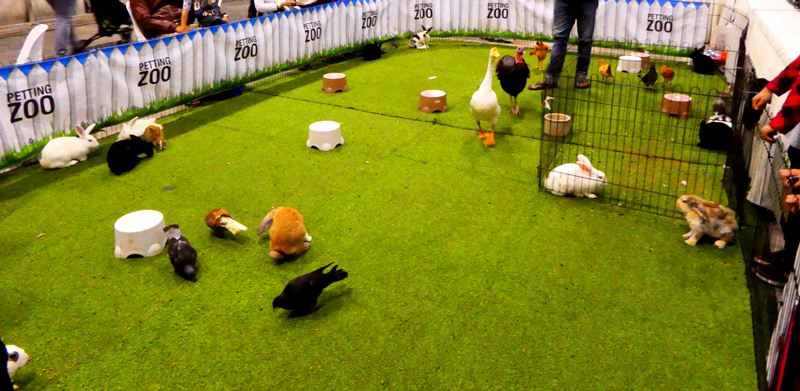 Ekspo Kucing Cat Expo Petting zoo Kuala Lumpur Malaysia