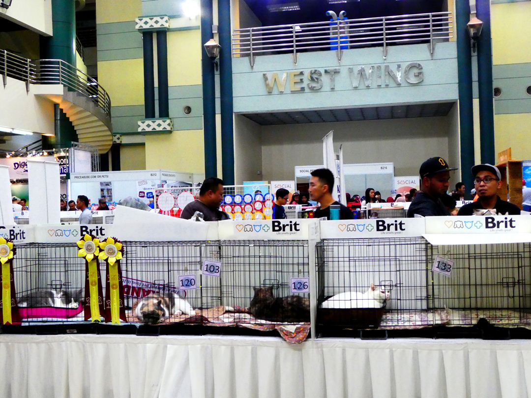 Ekspo Kucing Cat Expo Kuala Lumpur Malaysia