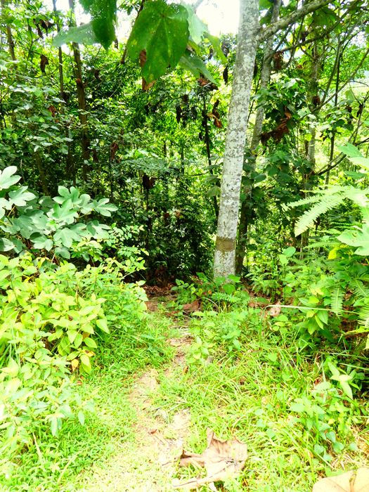 Ampang reservoir to Taman Tar hike, Bukit Kembara trail