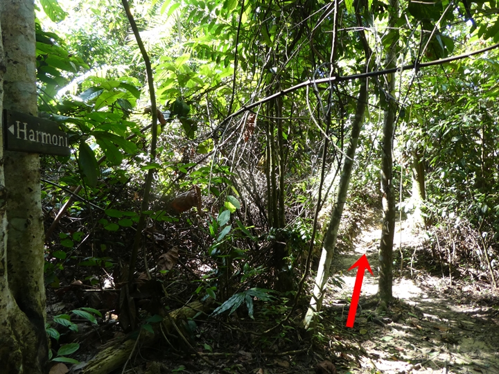 Kota Damansara Forest Reserve, Harmoni Trail, Tiga Puteri Peak, Taman Eko Rimba Kota Damansara