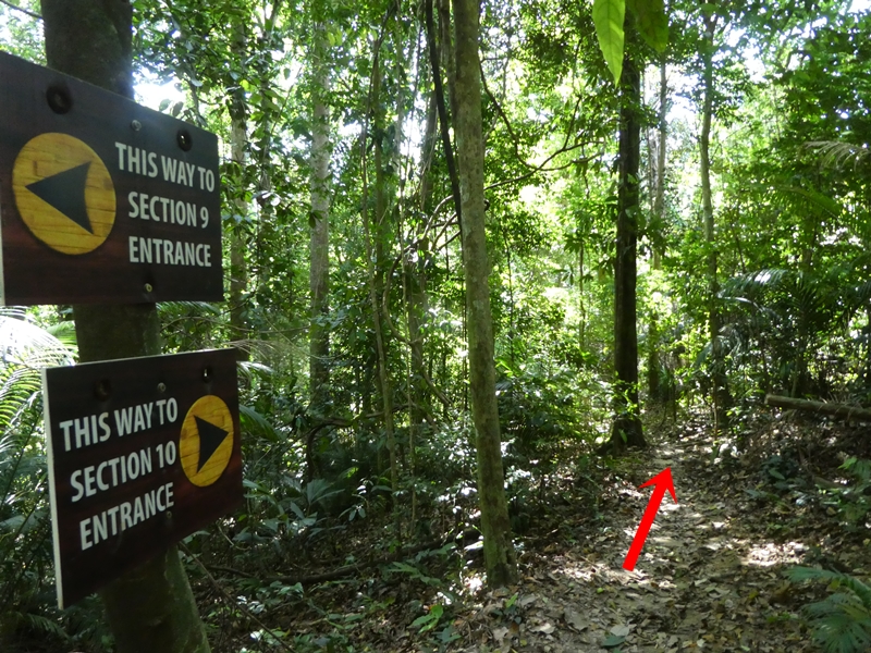 Kota Damansara Forest Reserve Hike, Unity Trail to Tiga Puteri Peak, Taman Eko Rimba Kota Damansara