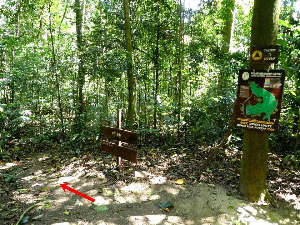 Kota Damansara Forest Reserve Hike, Unity Trail to Tiga Puteri Peak hike, Taman Eko Rimba Kota Damansara