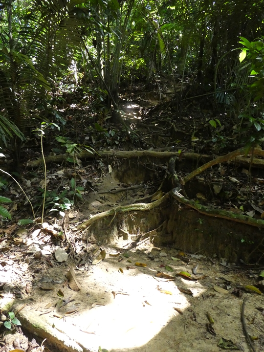 Kota Damansara Forest Reserve