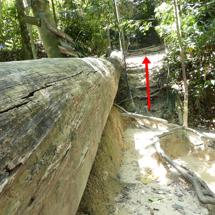 Kota Damansara Forest Reserve, Tiga Puteri Peak hiking trail, Taman Eko Rimba Kota Damansara