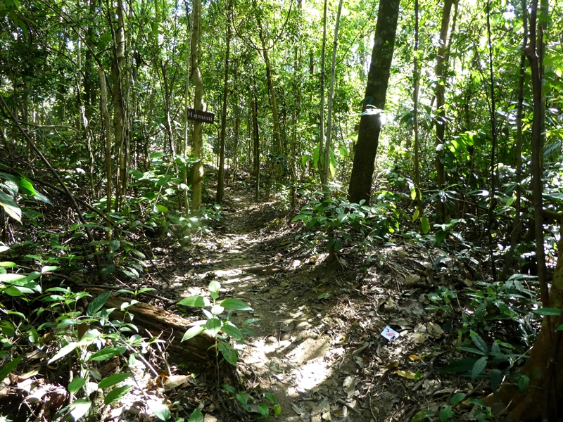 Kota Damansara Forest Reserve, Harmoni Trail, Tiga Puteri Peak, Taman Eko Rimba Kota Damansara