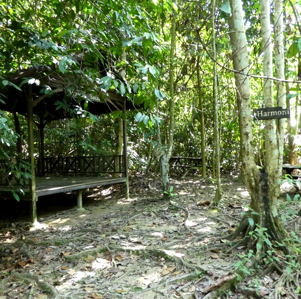 Kota Damansara Forest Reserve Hike, Harmoni Trail hike, Tiga Puteri Peak, Taman Eko Rimba Kota Damansara