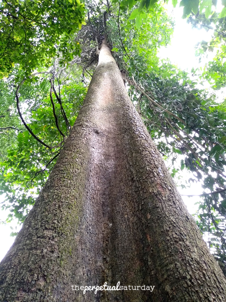 Trees at Taman Tugu Park