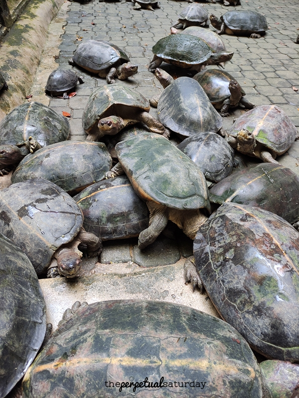 Sam Poh Tong Ipoh, turtle temple in Ipoh