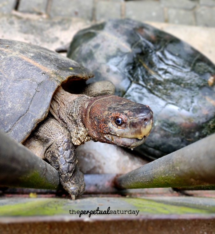 Ipoh turtle temple, Sam Poh Tong