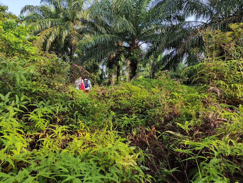 Bukit Denai Alam Hike