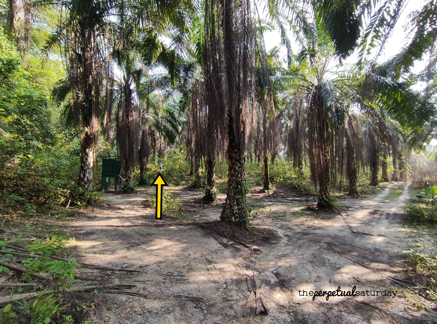 Bukit Denai Alam Hike