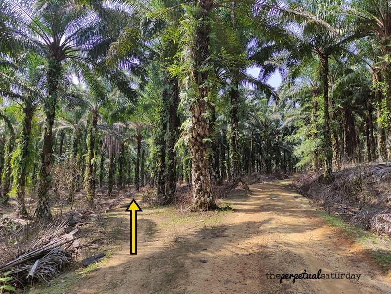 Hiking in Bukit Denai Alam