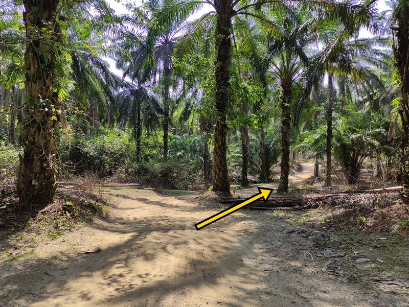 Hiking guide for Bukit Denai Alam Trail