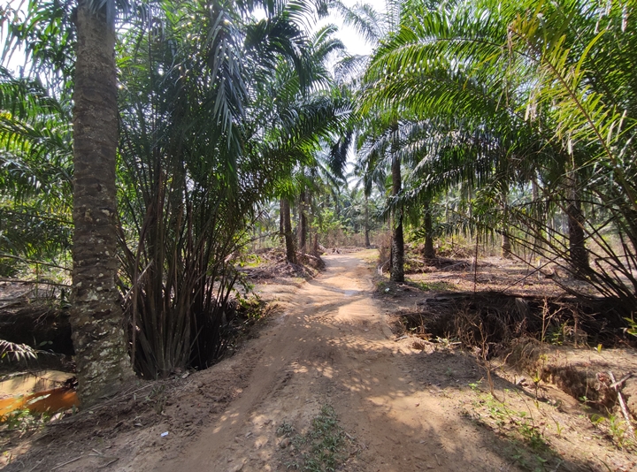 Bukit Denai Alam Trail