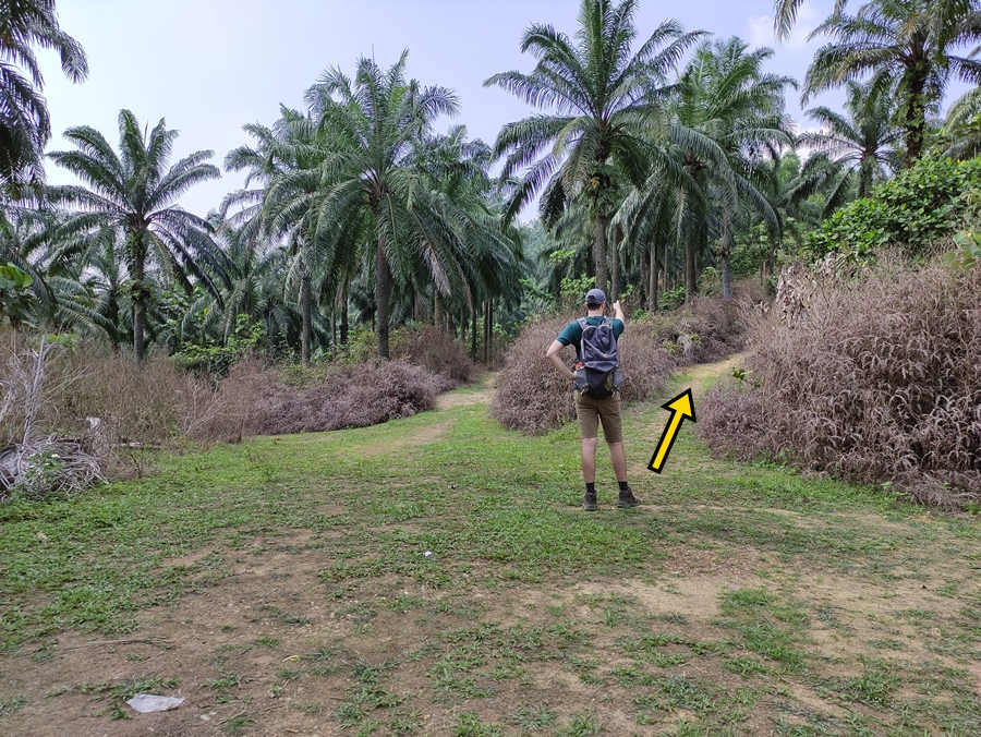 Bukit Denai Alam Trail Hike