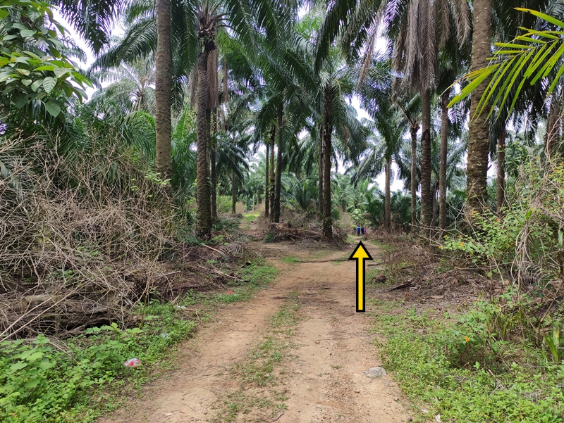 Bukit Denai Alam Trail