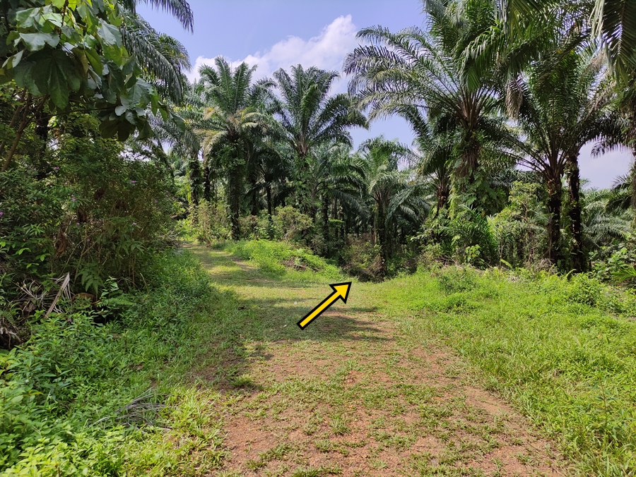 Bukit Denai Alam Trail, Denai Alam