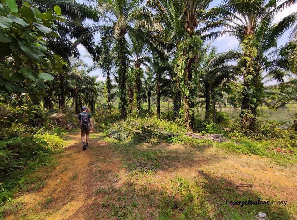 Hiking in Bukit Denai Alam