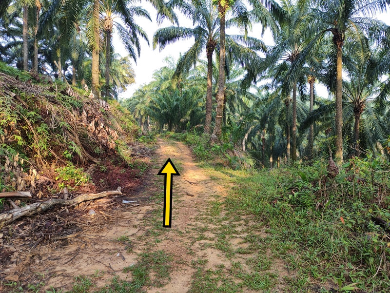 Bukit Denai Alam Hike, Hiking in Shah Alam