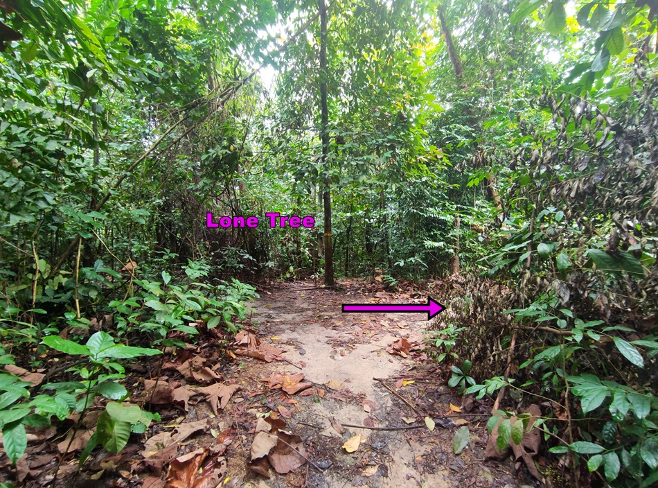 Hiking in KL, Bukit Kiara Lookout