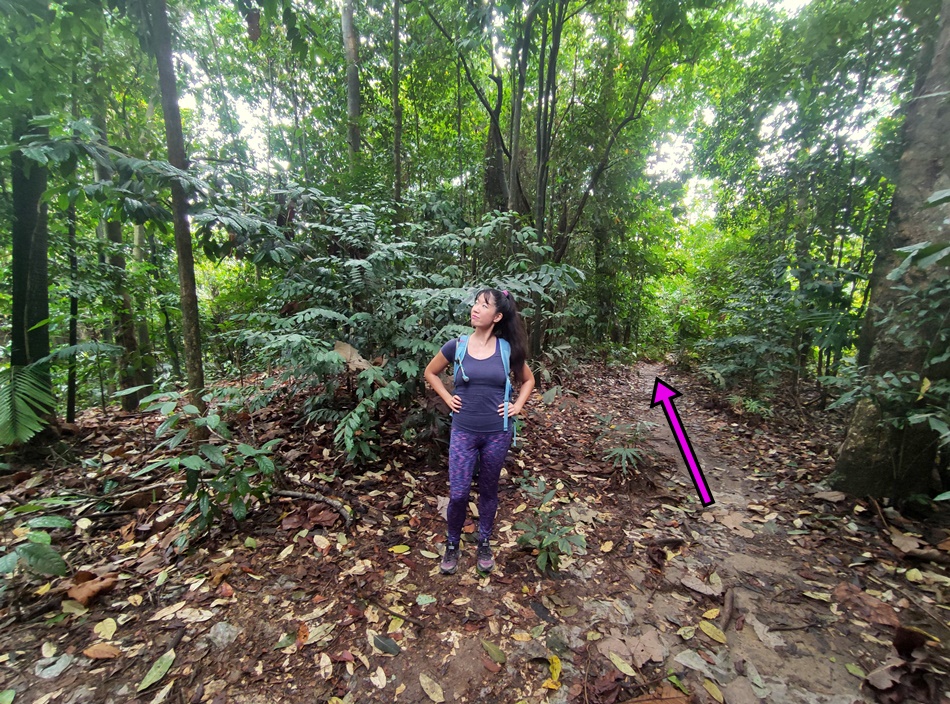 Easy Hiking Trails in KL, Bukit Kiara Lookout Point