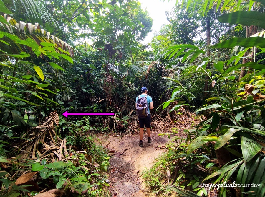 Hiking in KL, Bukit Kiara Hiking Trail
