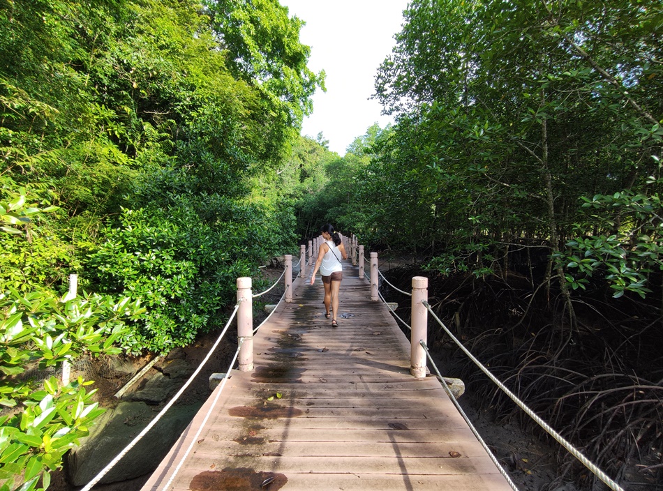 Mangrove Walk at Kilim Geoforest Park Langkawi