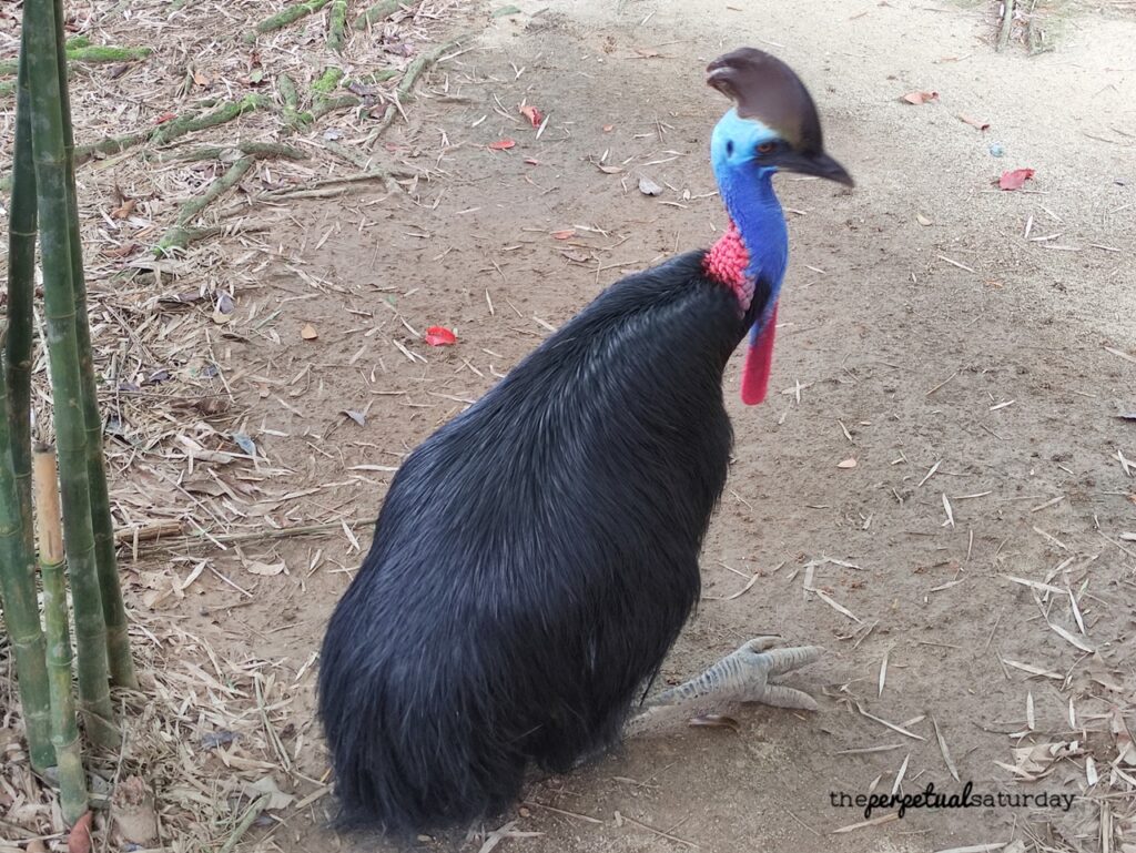 Langkawi Wildlife Park sections, What to do in Langkawi 