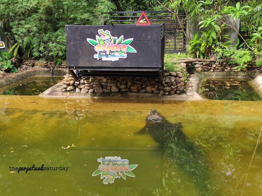 Crocodile Adventureland Langkawi crocodiles, Things to do in Langkawi