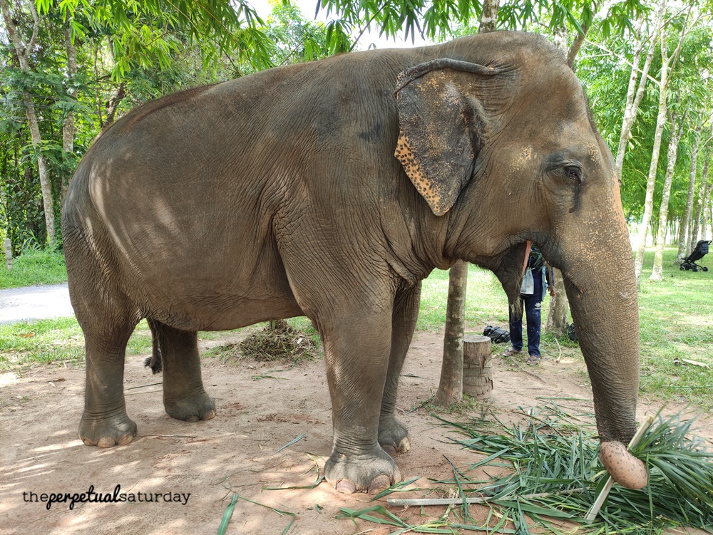 Green Elephant Sanctuary, Top attractions in Phuket Thailand