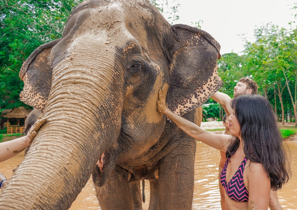 Green Elephant Sanctuary tour activities