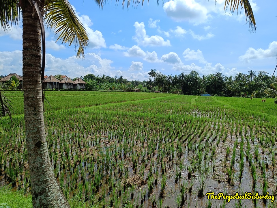 Juwuk Manis Rice Field Walk, Rice fields in Bali