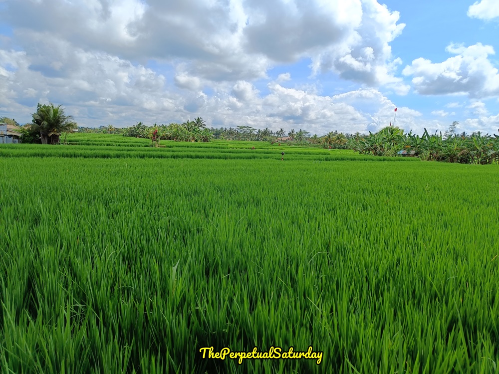 Juwuk Manis Rice Field Walk, Attractions in Ubud