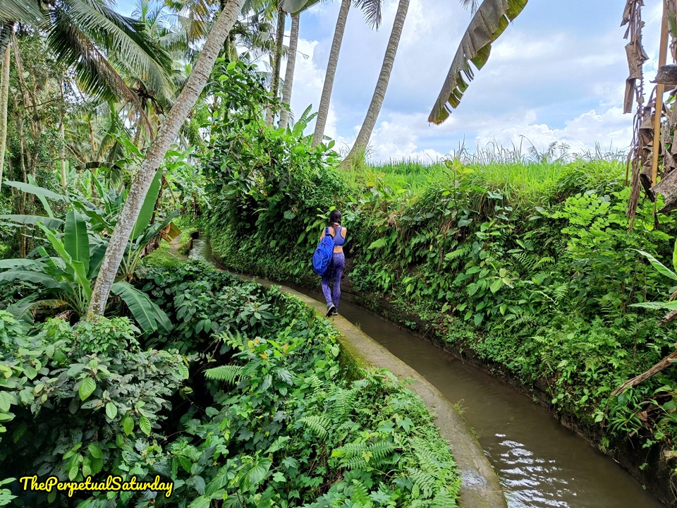 Juwuk Manis Rice Field Walk Bali, Hiking in Ubud