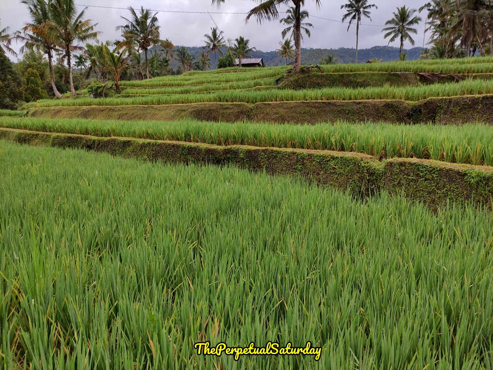 Munduk Rice Terraces, Top attractions in Munduk Bali