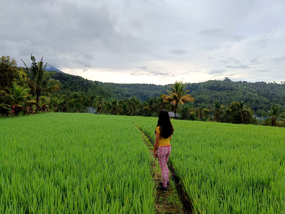 The Munduk Rice Terraces Walk