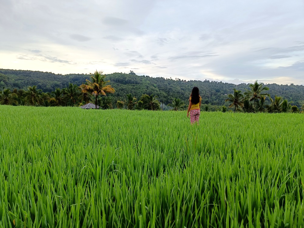 Munduk Rice Terraces Hike Bali, What to do in Munduk Indonesia