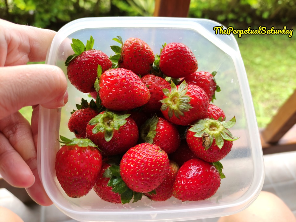 Hidden Strawberry Garden pick your own strawberries
