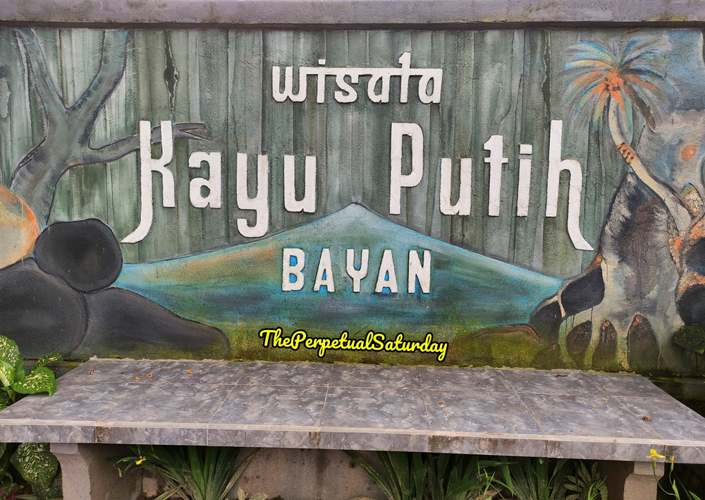 Kayu Putih Bayan ancient tree in bali, attractions in bali