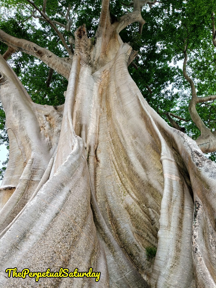 Kayu putih banyan tree bali