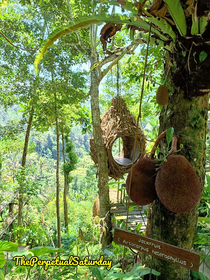 Tea plantation tours in Bali, Where to find Luwak Coffee in Bali
