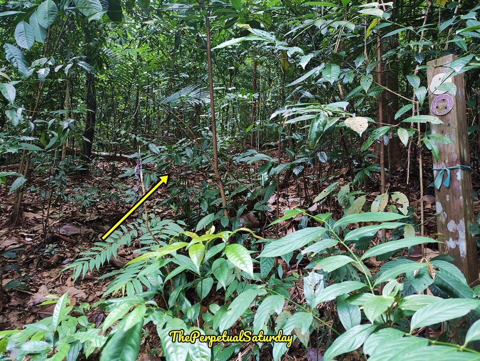 Salleh Trail Taman Eko rimba Kota Damansara