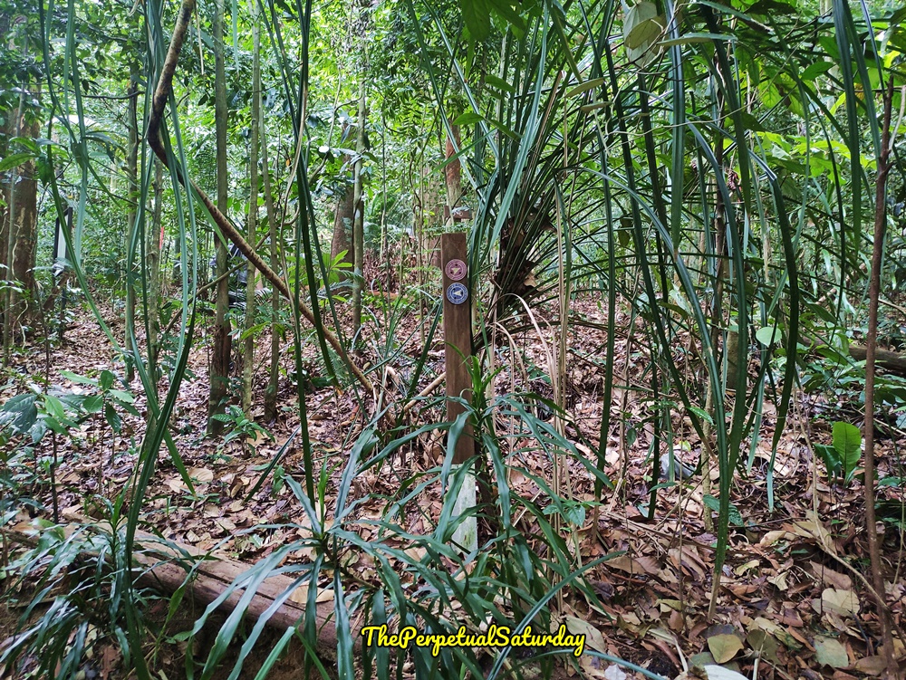 Hiking Trails in Kota Damansara Community Forest