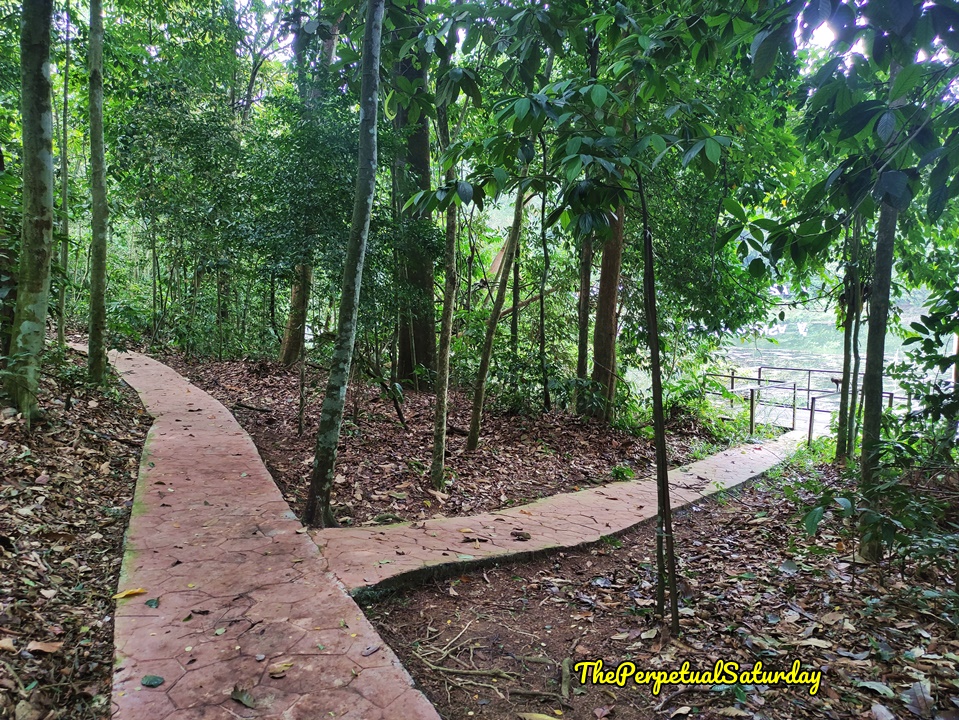Petaling Trail hiking guide Kota Damansara Community Forest
