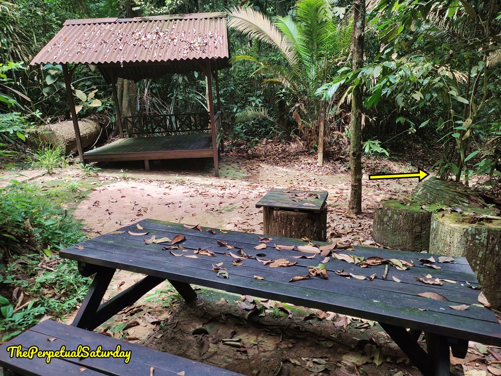 Kota Damansara Community Forest Petaling Trail