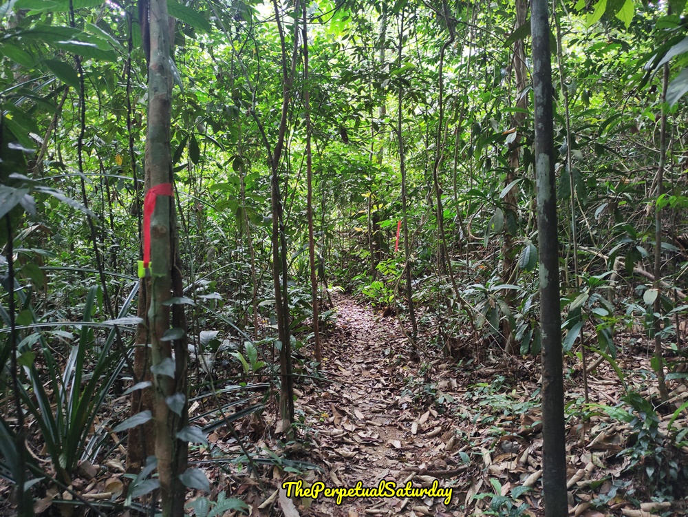 Salleh Trail Kota Damansara Forest Reserve info